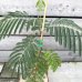 Albizia julibrissin (Albízia ružová) ´TROPICAL DREAM´® - kont. C3L, výška 30-50 cm (-21°C)